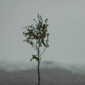 墨人操中国女人的逼
