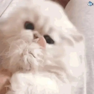 墨人操中国女人的逼
