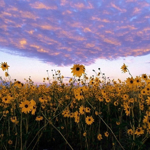 墨人操中国女人的逼
